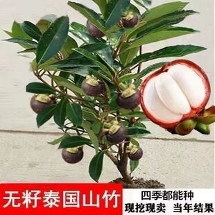山竹树苗新品泰国山竹树苗盆栽地栽绿植果树苗南北方种植