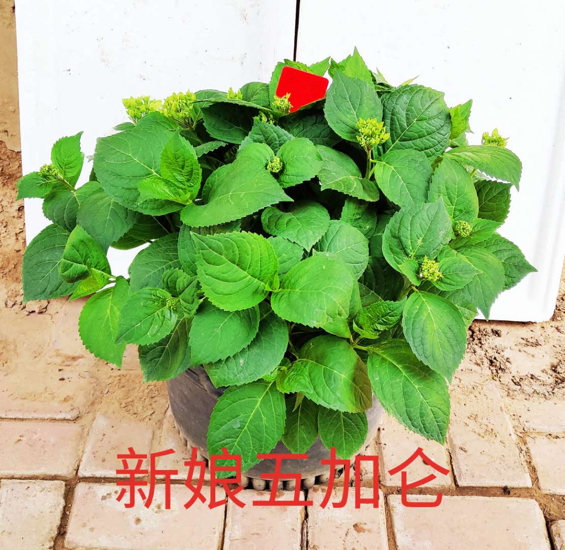 阳台庭院花园绣球花春季夏季