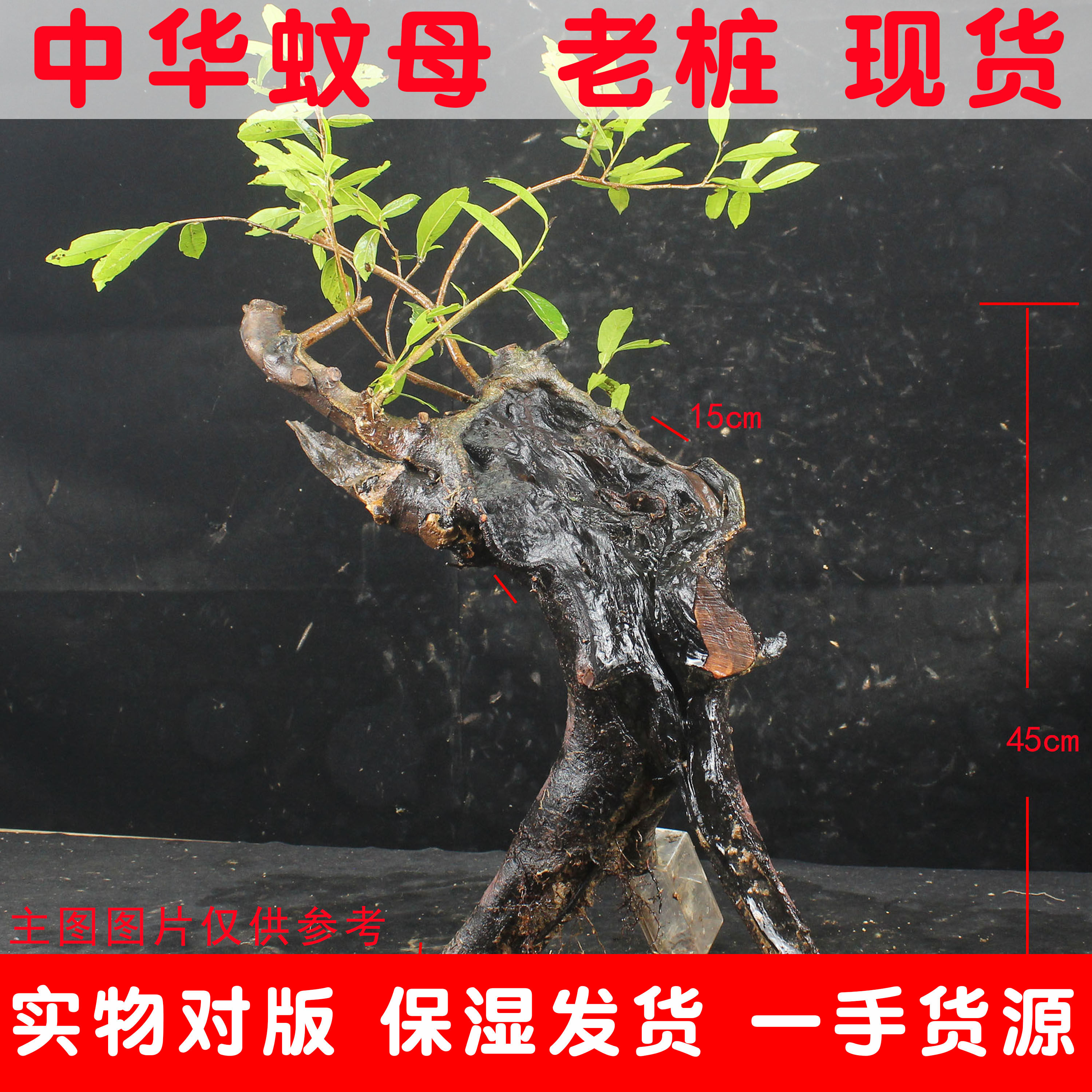 中华蚊母盆景老桩常绿植物盆栽庭院室内阳台绿植花卉小叶蚊母生桩