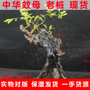 中华蚊母盆景老桩常绿植物盆栽庭院室内阳台绿植花卉小叶蚊母生桩