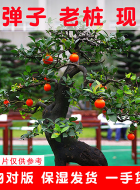 金弹子盆景老桩树桩绿植阳台观果植物四季常青不落叶黑塔子练手桩