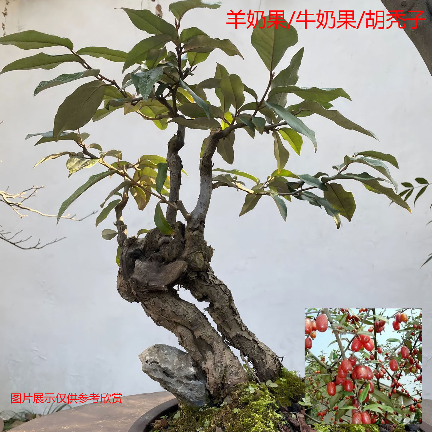羊奶果盆景老桩树羊奶奶羊咪咪胡秃子秤砣树造型阳台花卉庭院盆栽 - 实物图