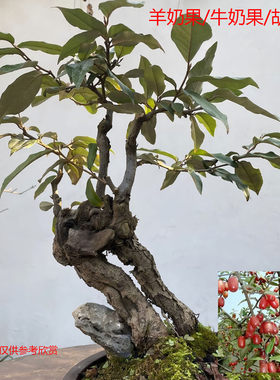 羊奶果盆景老桩树羊奶奶羊咪咪胡秃子秤砣树造型阳台花卉庭院盆栽