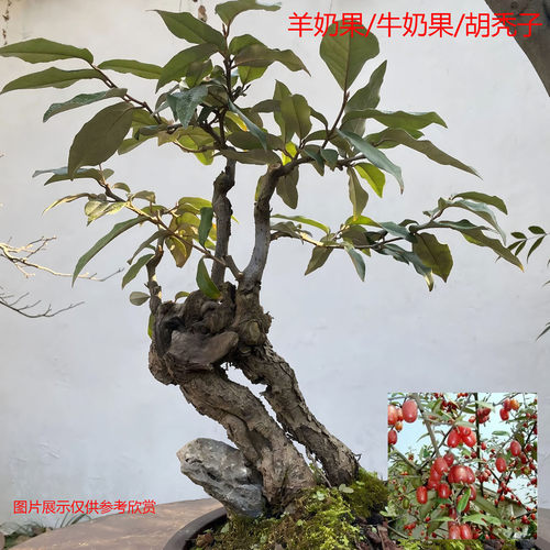 羊奶果盆景老桩树羊奶奶羊咪咪胡秃子秤砣树造型阳台花卉庭院盆栽