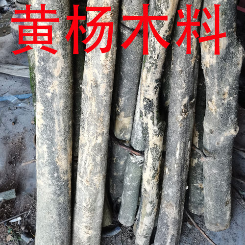 小叶黄杨木料 木雕刻木柄手把摆件佛珠子手串山黄杨原实木手工diy