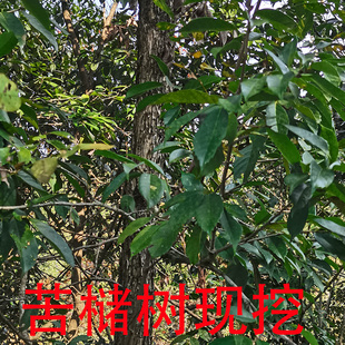 苦槠树皮槠栗苦栗血槠橡子树景观绿化庭院别墅常青不落叶苦槠豆腐
