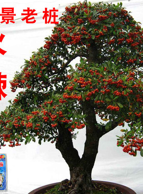 火棘树桩盆景老桩素材生桩阳台庭院观果植物红果火棘火把果盆景桩