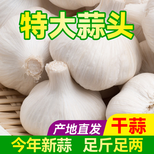 山东农家新鲜大蒜头干蒜苍山白皮生蒜瓣5斤今年新蒜种子3斤装大蒜