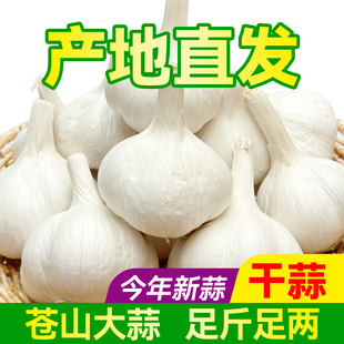 山东大蒜干蒜3斤今年新蒜苍山白皮46四六瓣新鲜5斤装蒜种子大蒜头