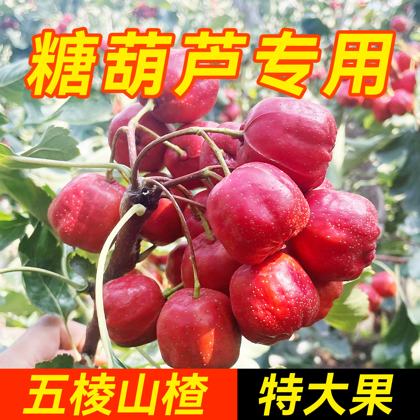 新鲜山楂鲜果山东大五棱金星甜红子秋果糖雪球泡酒糖葫芦专用大果