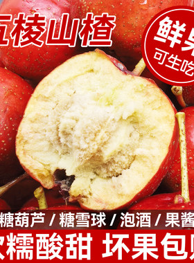 超便宜！新鲜现摘大五棱山楂鲜果