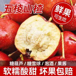 新鲜山楂鲜果现摘大五棱山里红大果糖葫芦专用糖雪球大金星山楂果