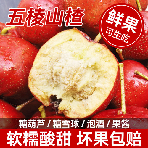 超便宜！新鲜现摘大五棱山楂鲜果