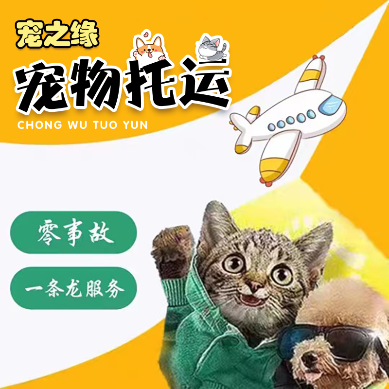 成都宠物托运服务全国邮寄猫咪快递运输猫空运狗航空空运北京广州 宠物/宠物食品及用品 宠物托运 原图主图