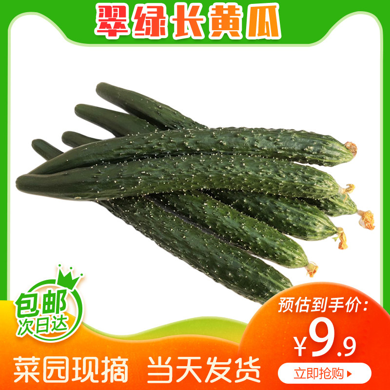 山东当季现摘新鲜黄瓜农家自种蔬菜小青瓜带刺长黄瓜5斤整箱包邮