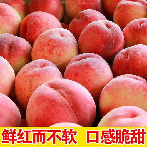正宗现摘水蜜桃新鲜水果现摘现发当季大桃子软桃子毛桃