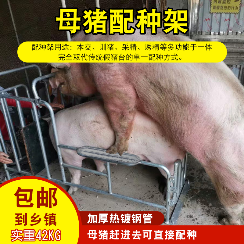 母猪配种架 热镀锌母猪大公猪采精架子种猪矮脚配种神器 养殖设备