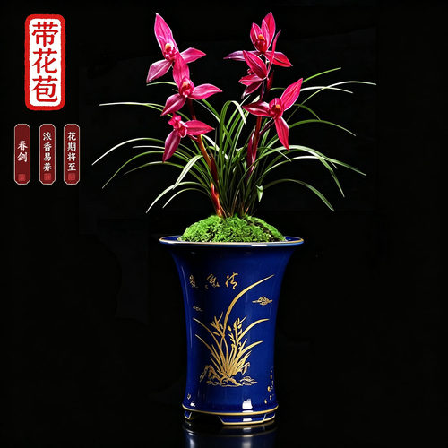春剑铭品【带花苞】东方红兰花苗浓香型室内办公室绿植盆栽花卉