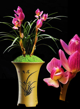 铭品兰花【带花苞】浓香型春兰粉荷精品高档兰花盆栽室内绿植花卉