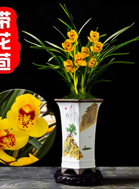 春兰铭品【带花苞】黄金大富贵兰花室内客厅办公室绿植盆栽花卉