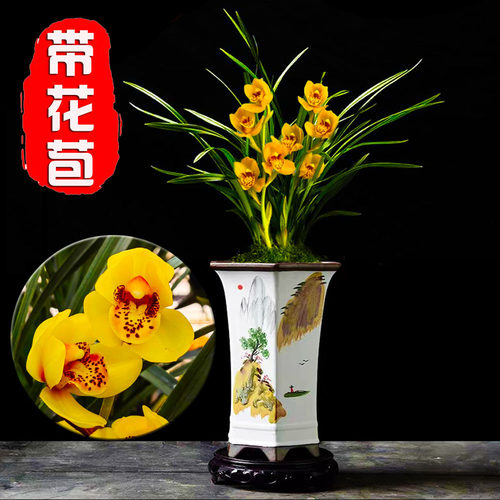 春兰铭品【带花苞】黄金大富贵兰花室内客厅办公室绿植盆栽花卉