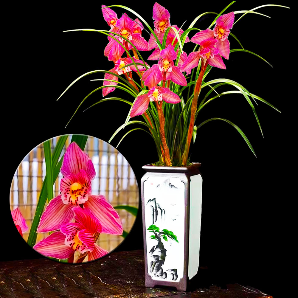 带花苞兰花苗客厅兰花