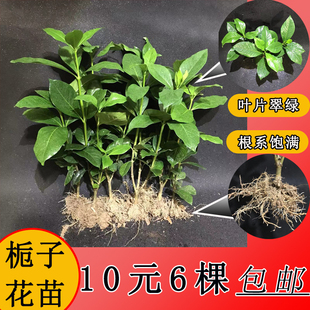 栀子花苗盆栽支子花室内观花绿植物花卉盆栽阳台庭院绿篱四季开花
