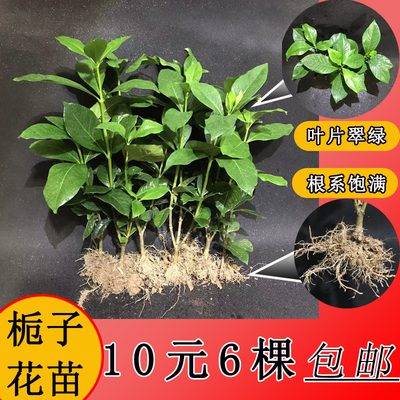 盆栽栀子花阳台庭院四季开花木本