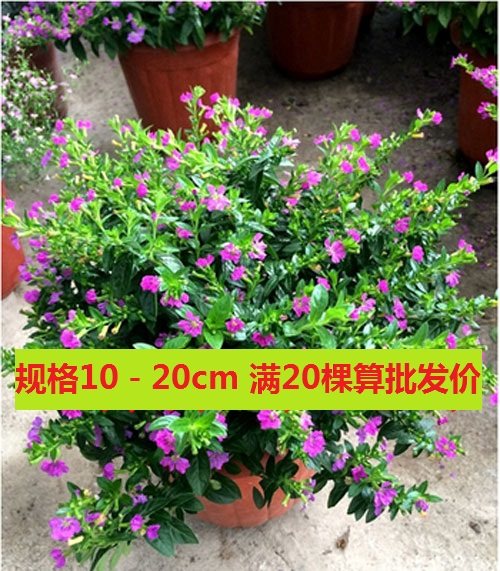 满天星袋苗紫萼距花盆栽满天红地栽庭院阳台行道观花植物四季开花