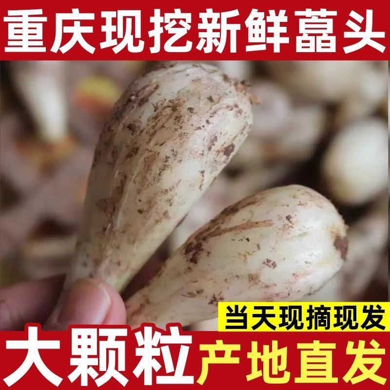 重庆当季藠头教头新鲜现挖藠头农家自种茭头叫头荞头新鲜蔬菜包邮