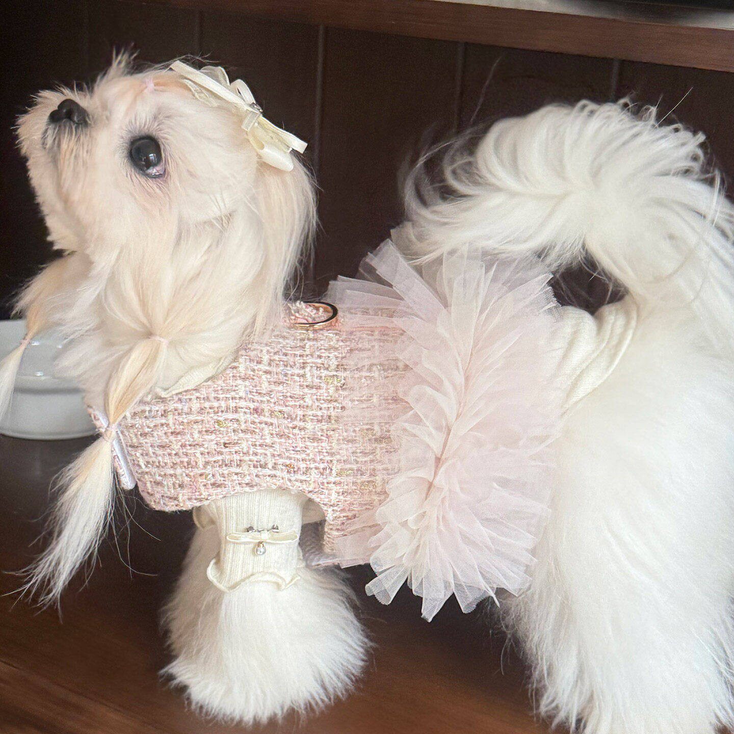 宠物狗衣服法式小型犬蕾丝裙子小香风漂亮狗狗胸背牵引绳套装春夏