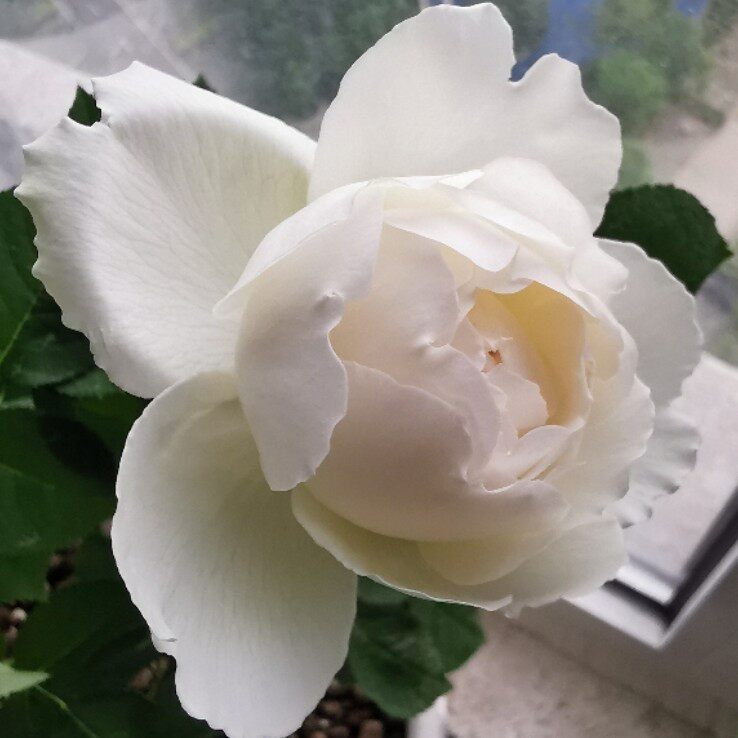 馨缘月季 新天鹅古董/白雪香水 白色大花包子灌木多季开 扦插小苗