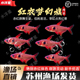 红衣梦幻旗玫瑰扯旗灯鱼热带观赏活体鱼小型草缸群游鱼黑尾大勾鱼