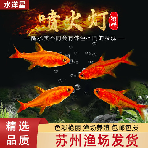 喷火灯热带鱼淡水小型群游观赏鱼