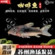 咖啡鼠鱼大号青铜鼠底栖鱼清理饲料残渣中小型热带鱼缸清洁老鼠鱼