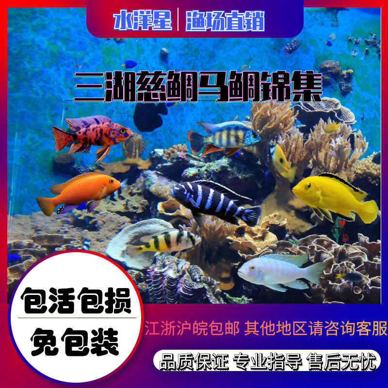 三湖慈鲷鱼热带观赏鱼中小型淡水好养耐活岩栖马鲷坦鲷杂鲷鱼活体