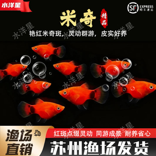 米奇鱼胎生鱼月光鱼观赏鱼小型热带鱼生小鱼玛丽鱼苗皮球好养耐活