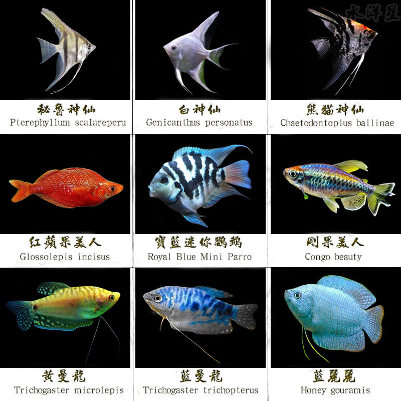 中型观赏鱼百科图片 饲养繁殖 雌雄鉴别 Sbike