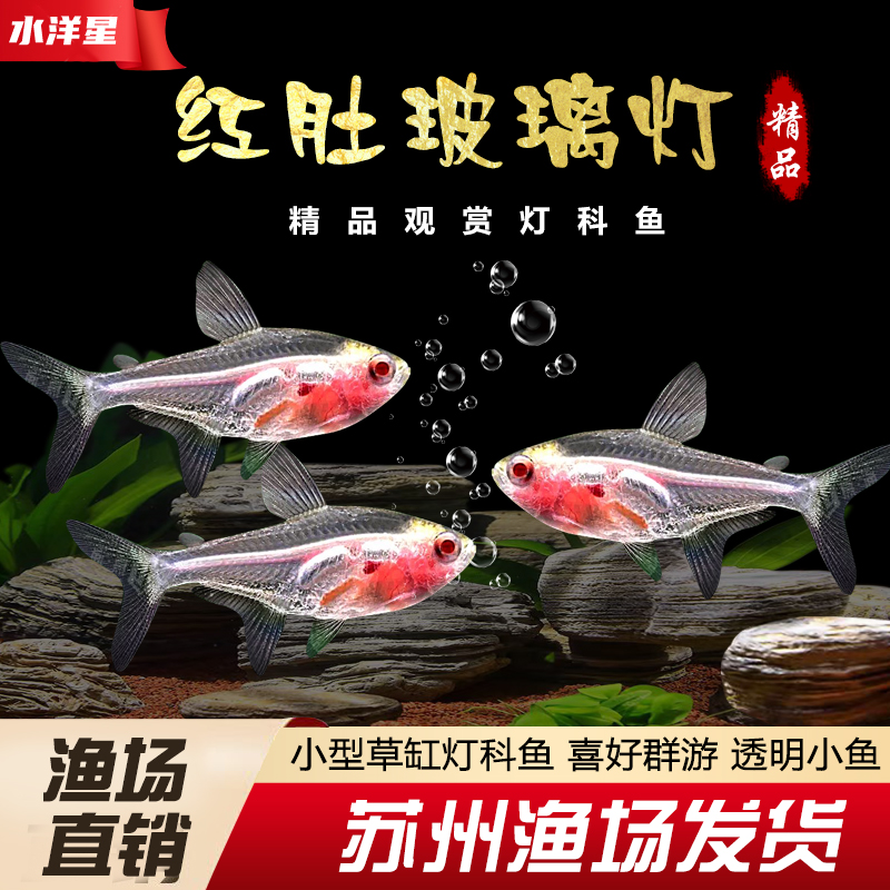 红肚玻璃淡水热带鱼透明小型灯科