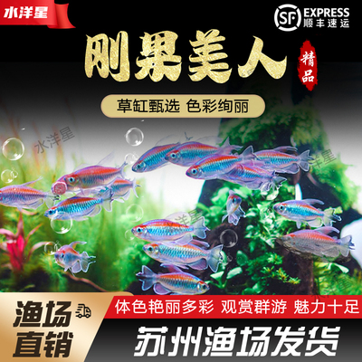 热带鱼淡水草缸群游鱼观赏鱼