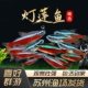 红绿灯小型灯科鱼热带淡水观赏鱼巴西宝莲灯活体钻石灯南美群游鱼