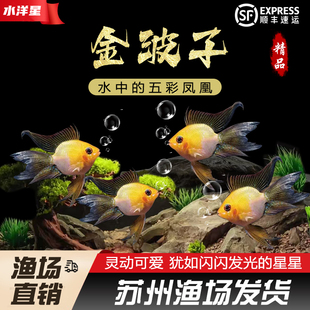 桃心金波子蓝波子阿凡达皮卡丘宝蓝凤凰球草缸小型热带观赏鱼活体