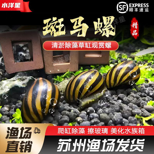 鱼缸淡水清洁工观赏螺除藻螺