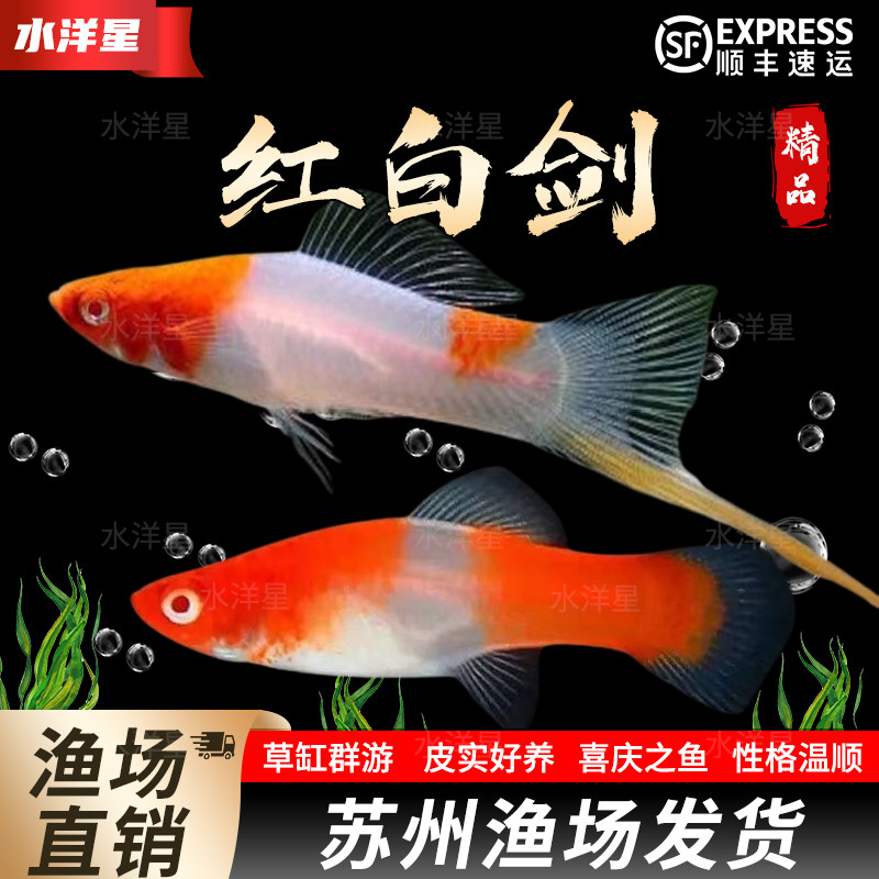 红白剑鱼淡水鱼热带观赏鱼红剑鸳鸯剑鱼水草缸中小型胎生小鱼活体