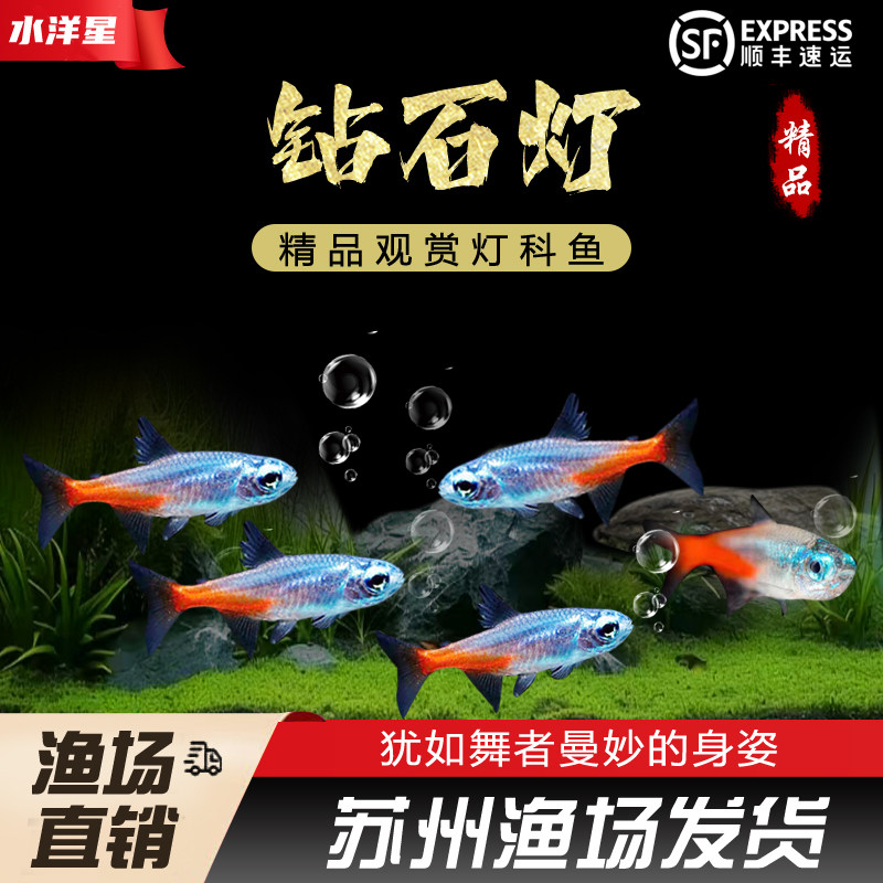 钻石灯红莲小型淡水草鱼缸红莲霓虹灯阿氏波鱼群游小型灯鱼活体