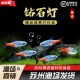 钻石灯红莲小型淡水草鱼缸红莲霓虹灯阿氏波鱼群游小型灯鱼活体