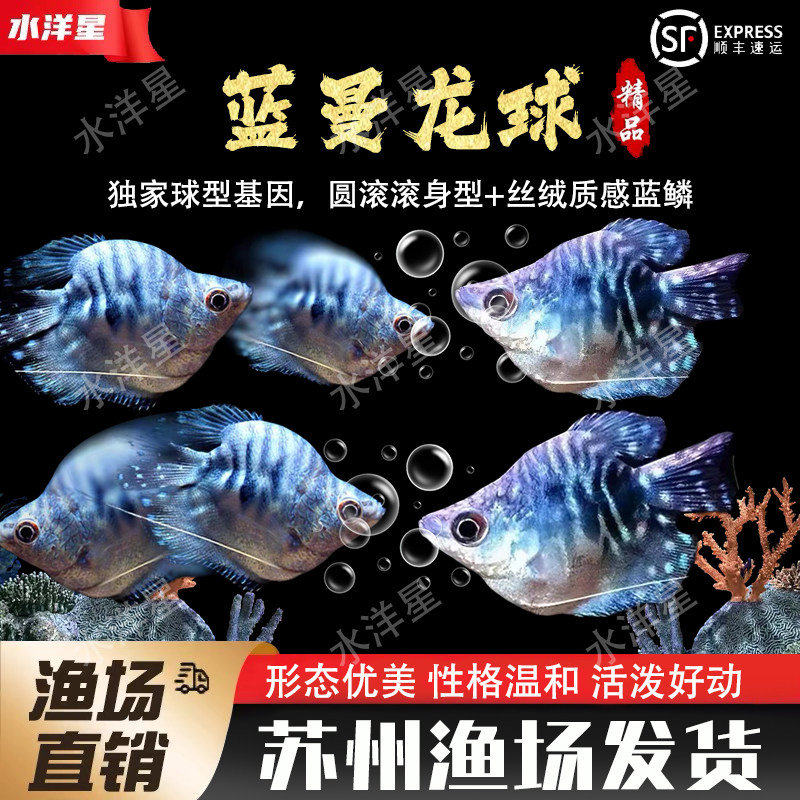 蓝曼龙球鱼黄曼龙五彩丽丽鱼黄金珍珠马甲球草缸小型热带观赏鱼