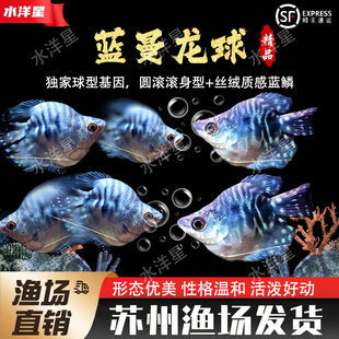 蓝曼龙球鱼黄曼龙五彩丽丽鱼黄金珍珠马甲球草缸小型热带观赏鱼