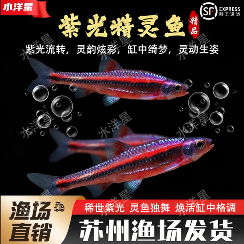 紫光精灵耐低温好养小型观赏鱼
