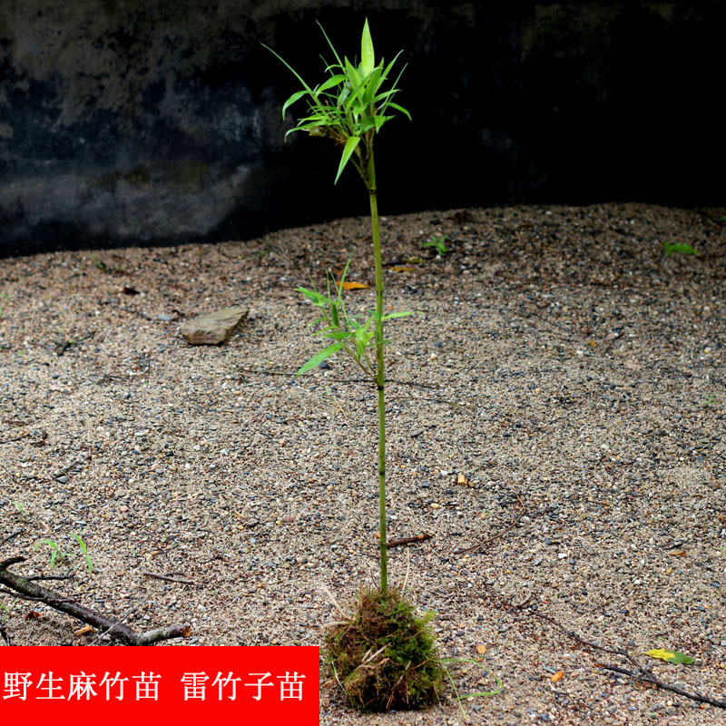 野生竹笋苗小春笋苗种植麻竹子苗庭院造景小竹笋苗栽培竹子苗图片